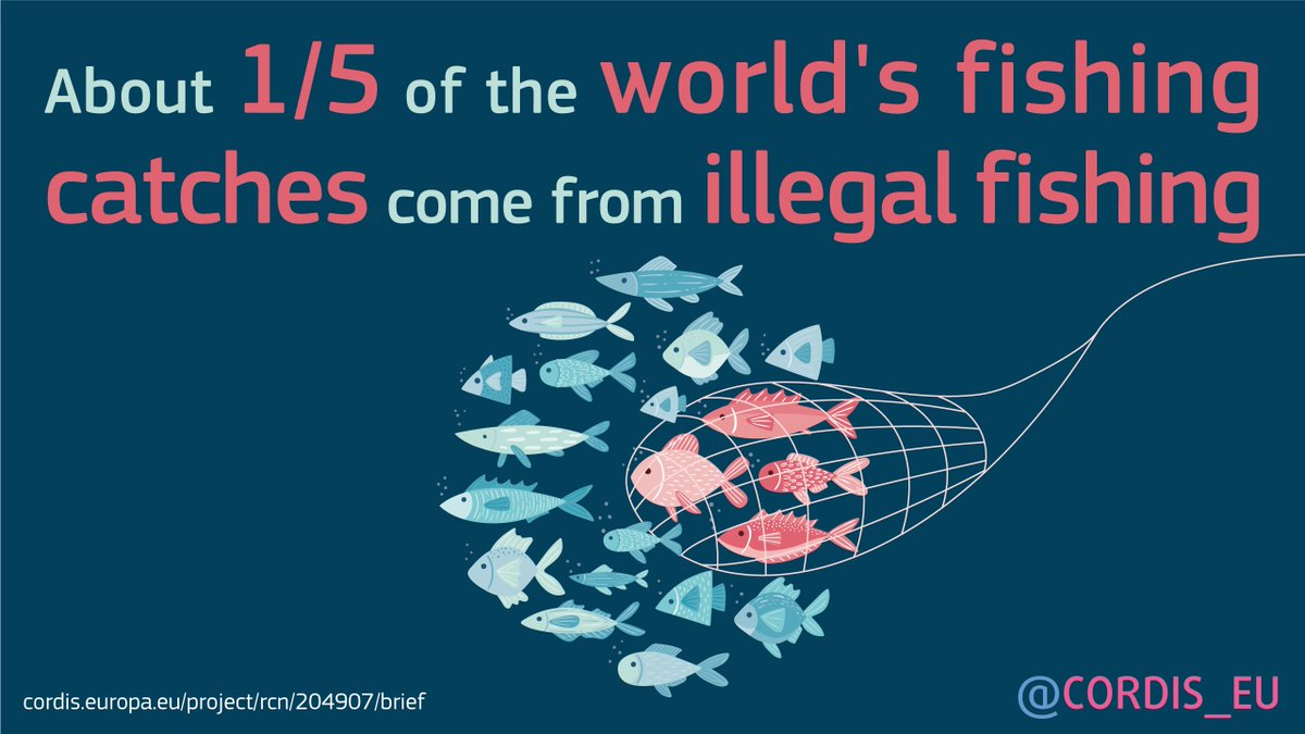 CORDIS_EU's tweet photo. Tracing seafood from source to consumption helps identifying where illegal, unreported and unregulated fishing occurs 🎣 and how these products enter the market 🐟 
#Fisheries #Aquaculture #IllegalFishing #EUresearch #BlueEconmy

➡️ https://t.co/cfQtpmIIwT https://t.co/ZFwl4T0NVq