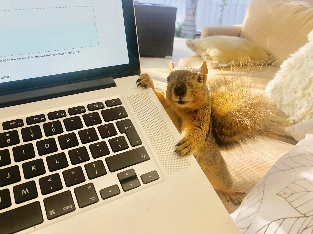 Stewie the squirrel is helping me out, I forgot to bring my mouse.