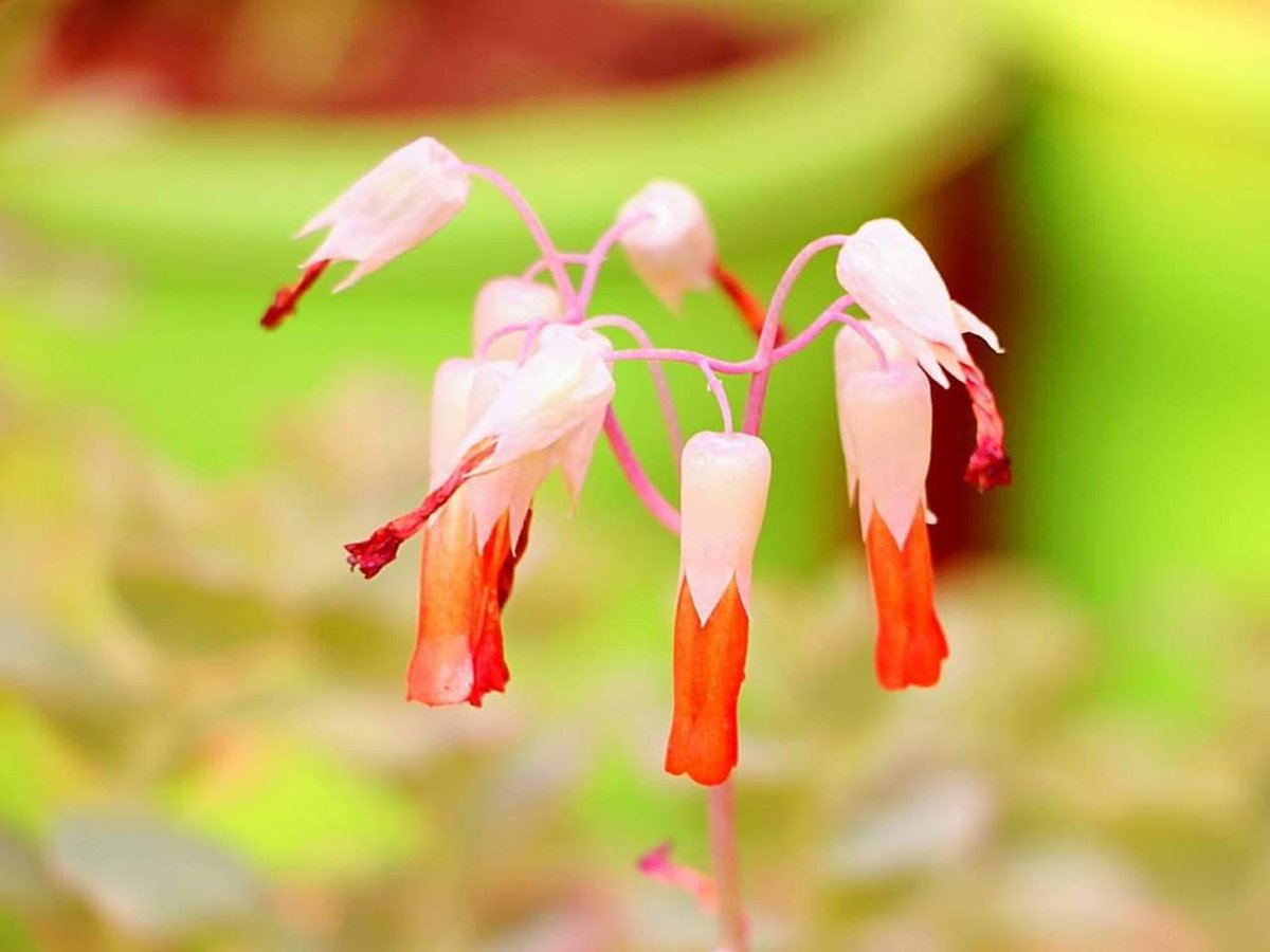 꽃도 생존를 위해 
부단한 노력을 합니다.
부질없이 다른 꽃과
경쟁하지는 않습니다.
그저 때가 되면 
피고 지고 하는 것이지요.
사람들은 대체 누굴 위해
저리도 싸울까요.
승자를 봐도
그리 행복해 보이진 않습니다.
-석송강-