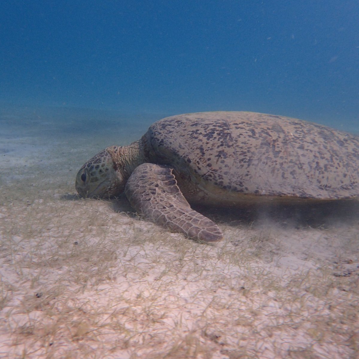 perhentian_trip's tweet image. Voila..!
quality gmbr underwater by our guider. X pernah mengecewakan. Terbaik~

Xkan nk tgk org je, anda xnk merasa ke? 😆

Serendah RM90/pax (DAYTRIP)

#turtlepoint #znzroom #perhentianisland