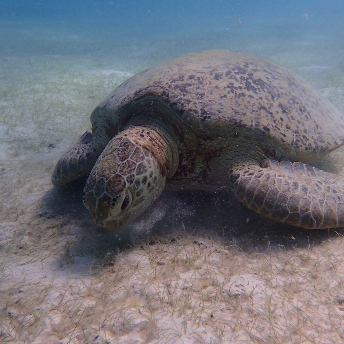 perhentian_trip's tweet image. Voila..!
quality gmbr underwater by our guider. X pernah mengecewakan. Terbaik~

Xkan nk tgk org je, anda xnk merasa ke? 😆

Serendah RM90/pax (DAYTRIP)

#turtlepoint #znzroom #perhentianisland