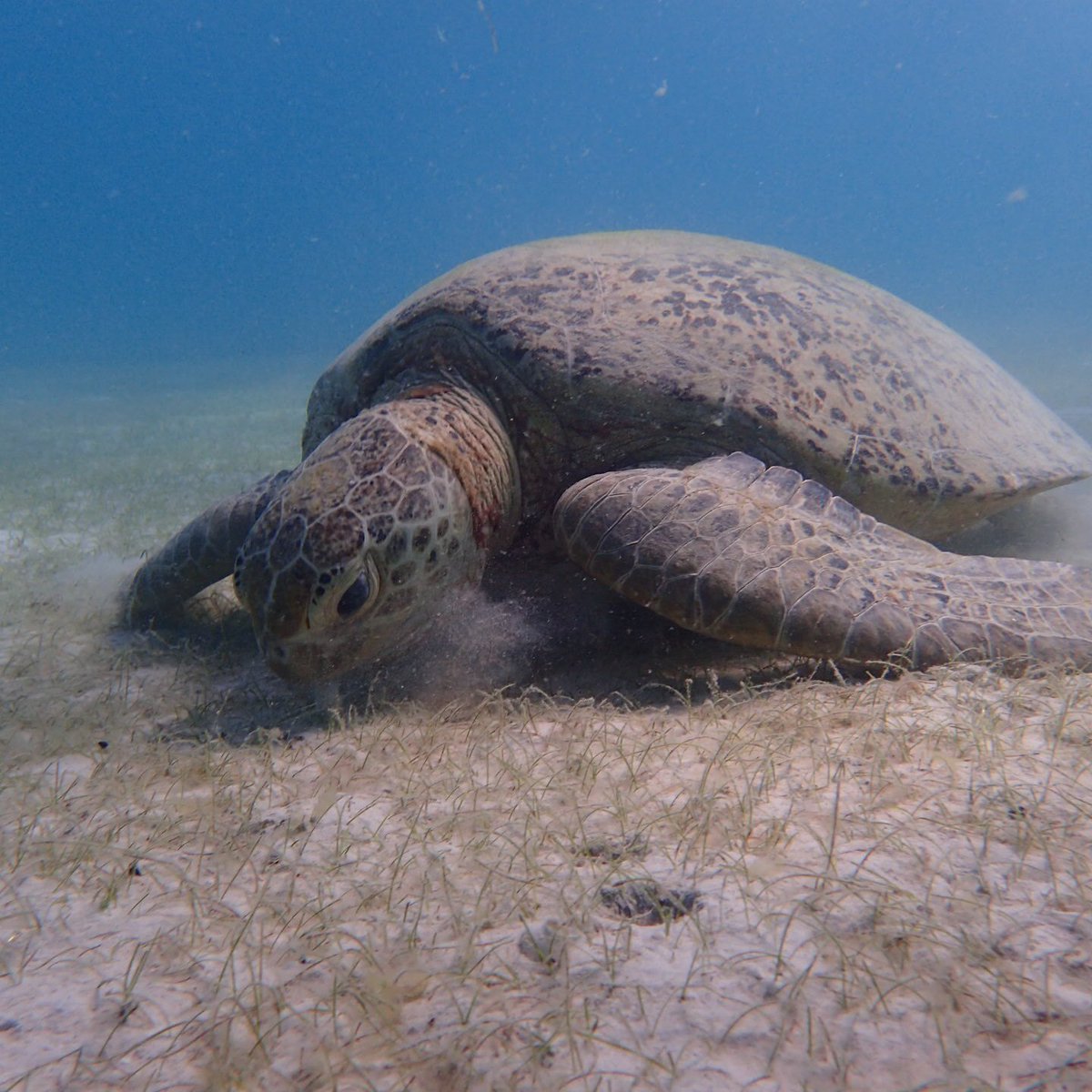perhentian_trip's tweet image. Voila..!
quality gmbr underwater by our guider. X pernah mengecewakan. Terbaik~

Xkan nk tgk org je, anda xnk merasa ke? 😆

Serendah RM90/pax (DAYTRIP)

#turtlepoint #znzroom #perhentianisland