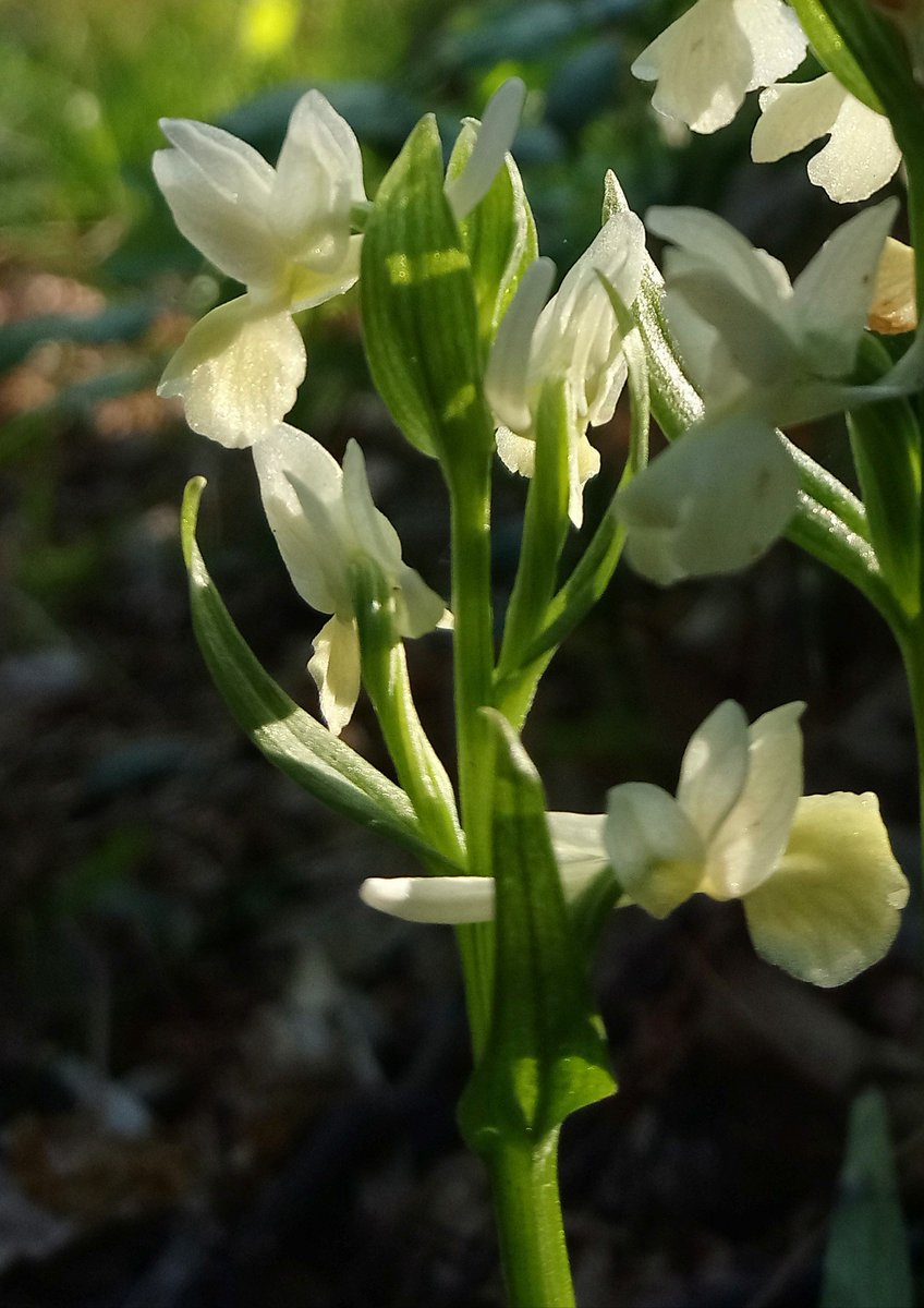 Ethnobotanica's tweet photo. Spring, orchids. Though officially I am not here for orchids #Neotinea #Dactylorhiza #Ischia https://t.co/trLiKYHU6F