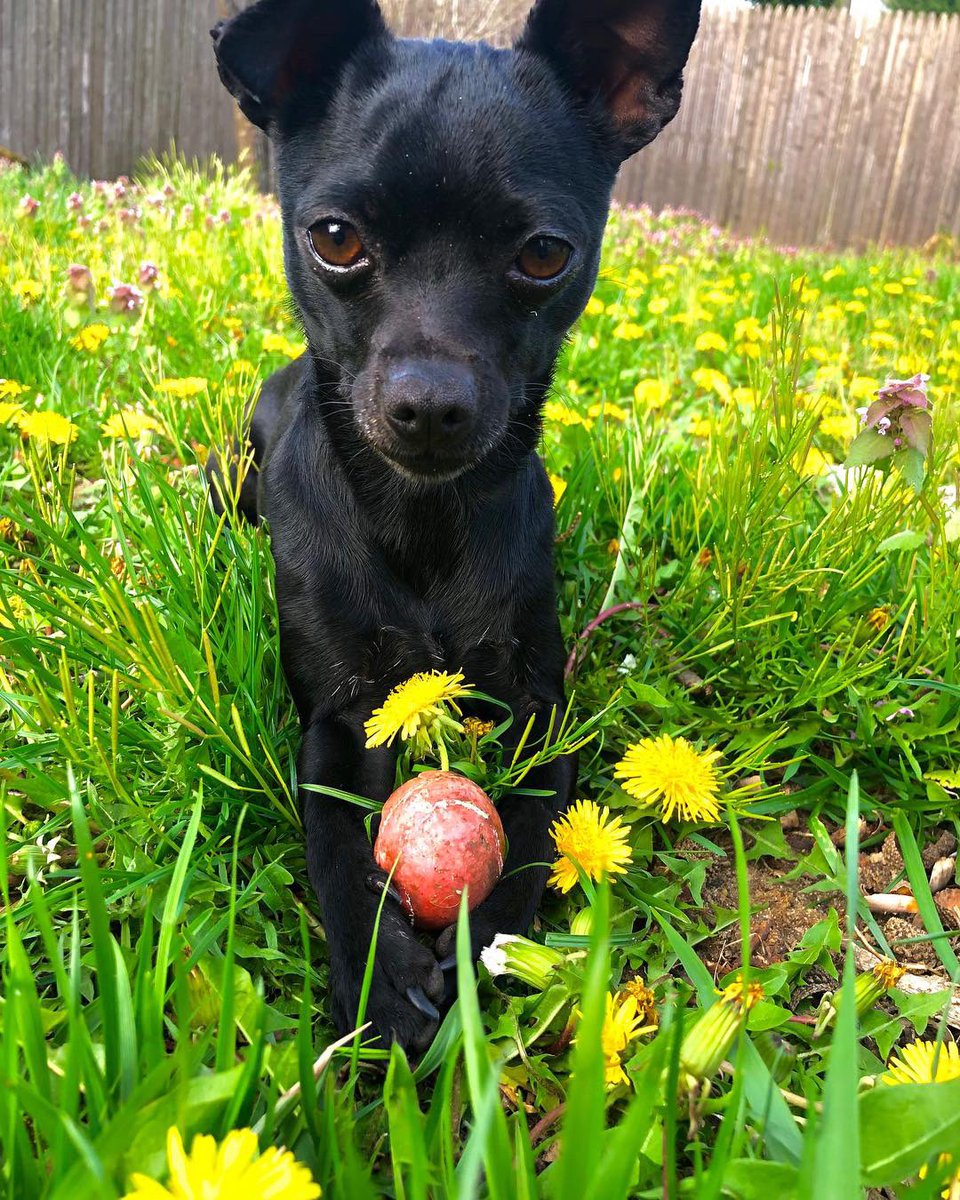 PetstogoC's tweet photo. Who else’s pupper is loving the spring weather?? Use #petstogoco 
#chihuahua #chihuahuapuppy #puppy #chihuahuadog #blackchihuahua #bigeyes #bugeyes #tiny #small #chihuahita #pawcleaner #furglove #leash #chestharness #puppy #seatbeltleash #doggie #doggieshop #shop https://t.co/HlmfjAzzSW