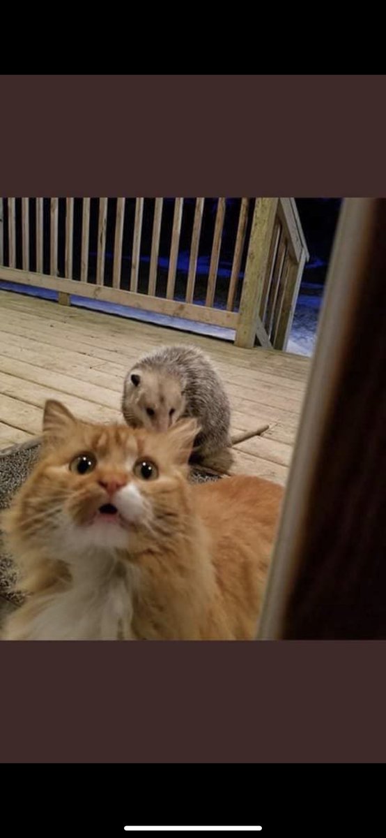 Mr.Pickles thought i was gonna help him nigga im scared too😂😂