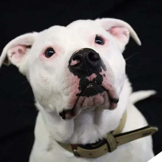 portamiconteinf's tweet image. Taz foto by #portamiconteinfo 
#dogmodel #dogcasting bit.ly/2IrW8Xr