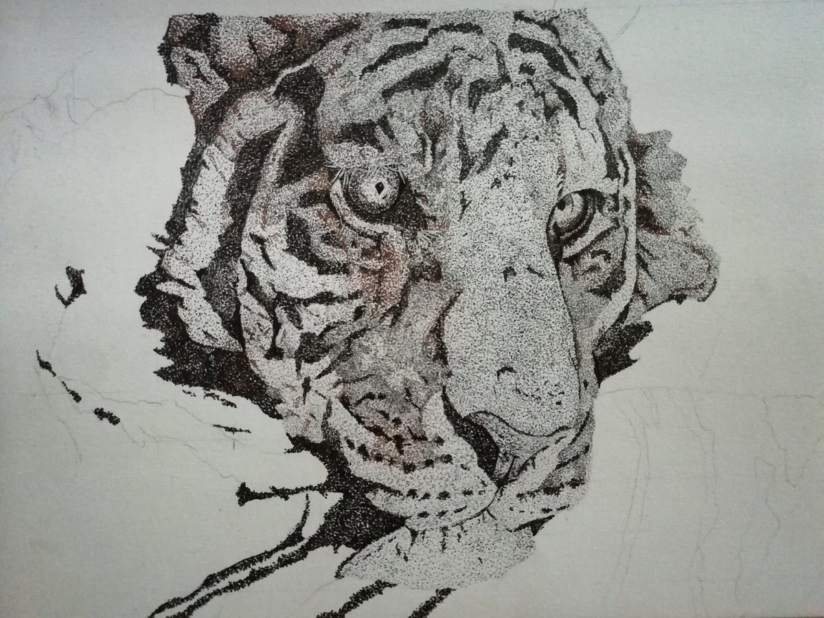 DiegoPanchez4's tweet photo. Técnica del Puntillismo con un dibujo de un tigre finalizada 🖌🖌💪❤🐅😍🖌😍🖌😍💪❤🖌.

#dibujo #tecnicasdedibujo #puntillismo #tigre #lineart #procesocreativo #Ecuador #ecuadorart #artwork #sketch https://t.co/U2lyagI4Bk