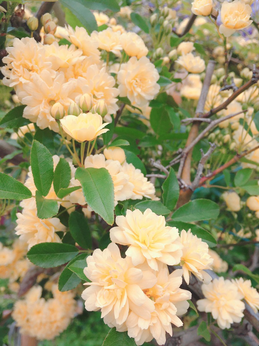 Dg モッコウバラのターン モッコウバラ バラ 黄色い花 4月に咲く花 Rose 三島市
