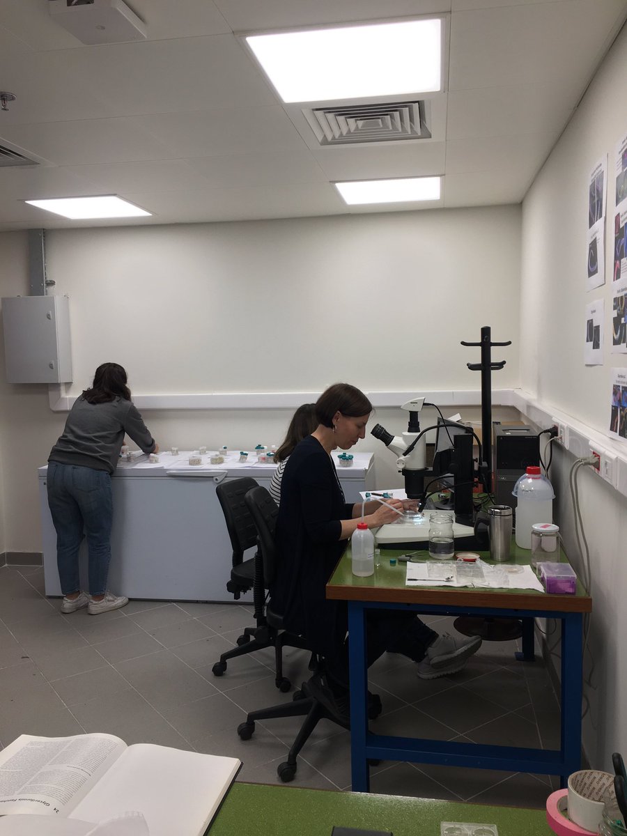 beyzadilemt's tweet photo. Also, shout out to all women working in labs, there is no soft~ science, science is for everyone. #equalaccess #ecologylaboratory #ku #kocuniversity #biodiversity #theanthropocene #labstudy #lablife #marinebiology https://t.co/pRAIcBD8ZE