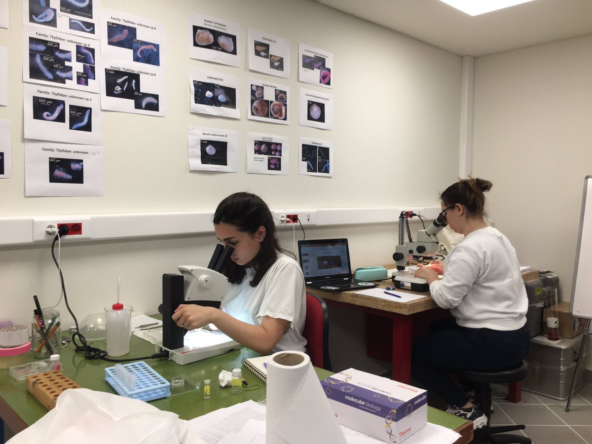 beyzadilemt's tweet photo. Also, shout out to all women working in labs, there is no soft~ science, science is for everyone. #equalaccess #ecologylaboratory #ku #kocuniversity #biodiversity #theanthropocene #labstudy #lablife #marinebiology https://t.co/pRAIcBD8ZE
