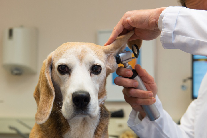 Dog_Tap's tweet photo. Ear Infections in Dogs https://t.co/n9McMclqkh https://t.co/ENmZHmwt51