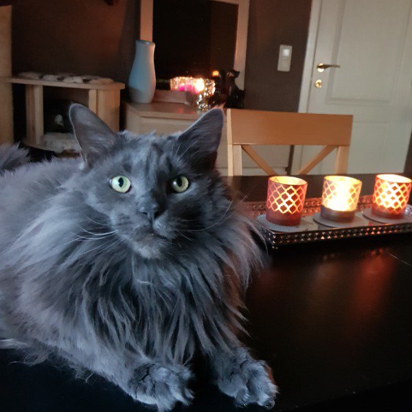 Sicilië spijsvertering worst Kittentekoop.be on Twitter: "Nieuwe herplaatsing Ras: Maine Coon, Kleur:  Blue Solid #kittentekoop #raskat https://t.co/yq24JOksxn  https://t.co/skaQUxPchA" / Twitter