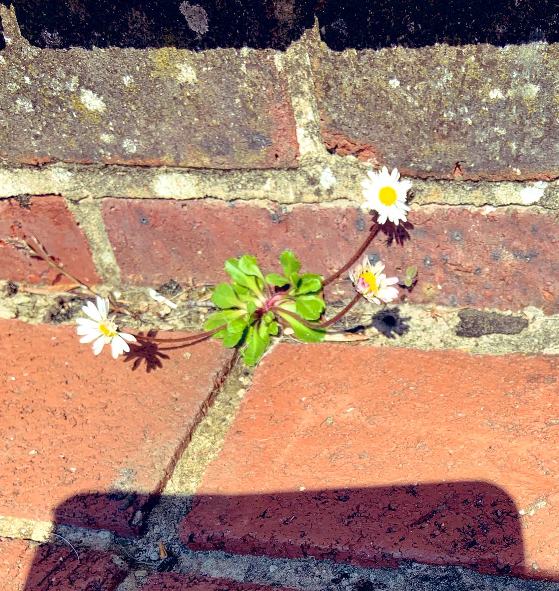 1  2  3...
The Very Happy Daisy
#wildflowers #selfseeders 
🌼.    🌼🌼.    🌼🌼🌼