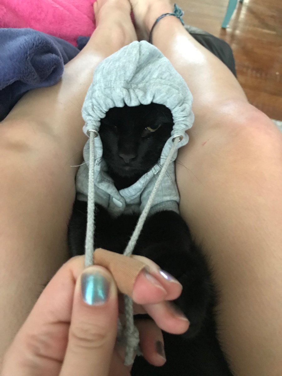 mbmunro22's tweet photo. best decision i’ve made recently is buying my cat a hoodie https://t.co/QnLLQQrxxC