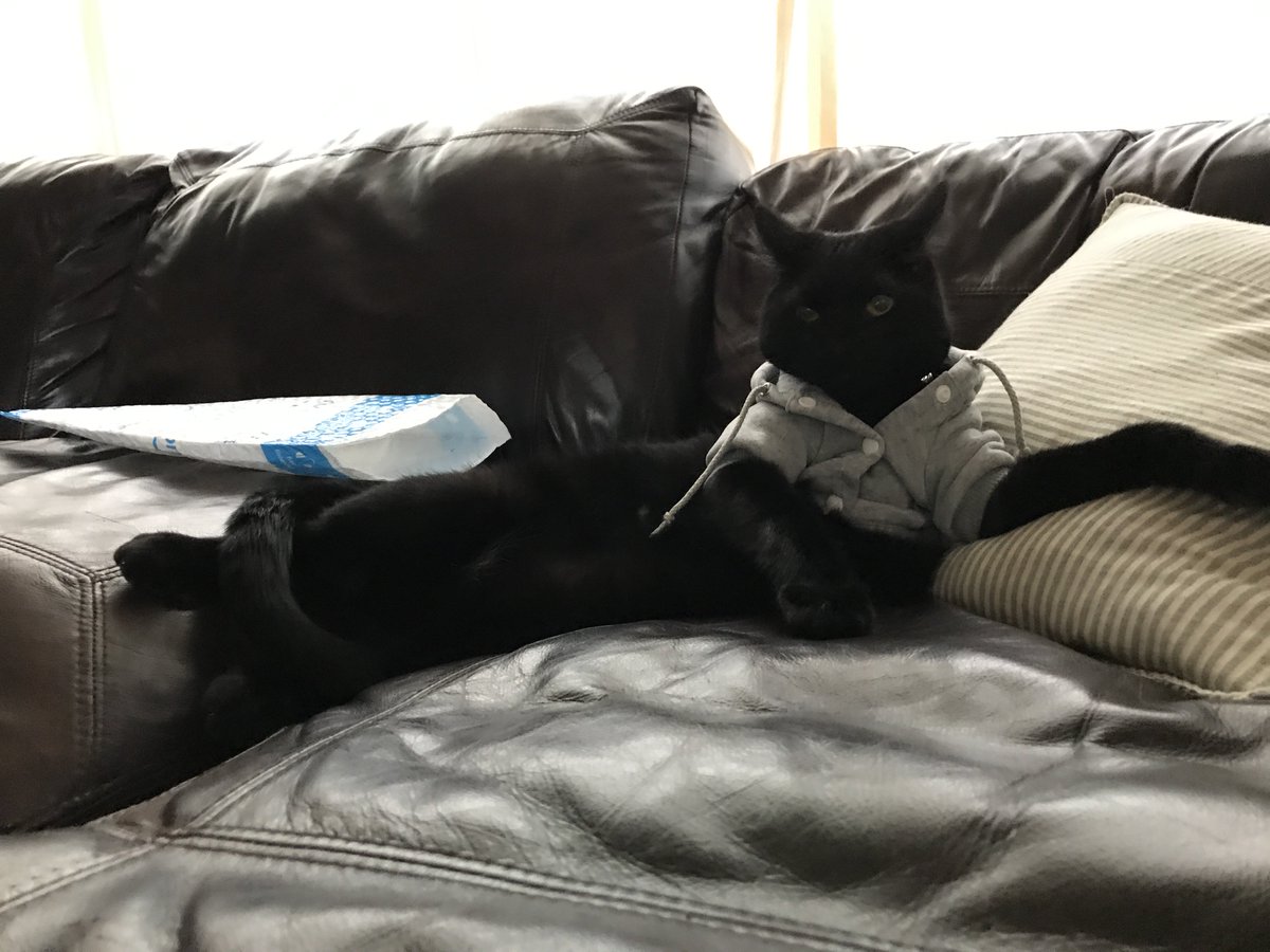 mbmunro22's tweet photo. best decision i’ve made recently is buying my cat a hoodie https://t.co/QnLLQQrxxC