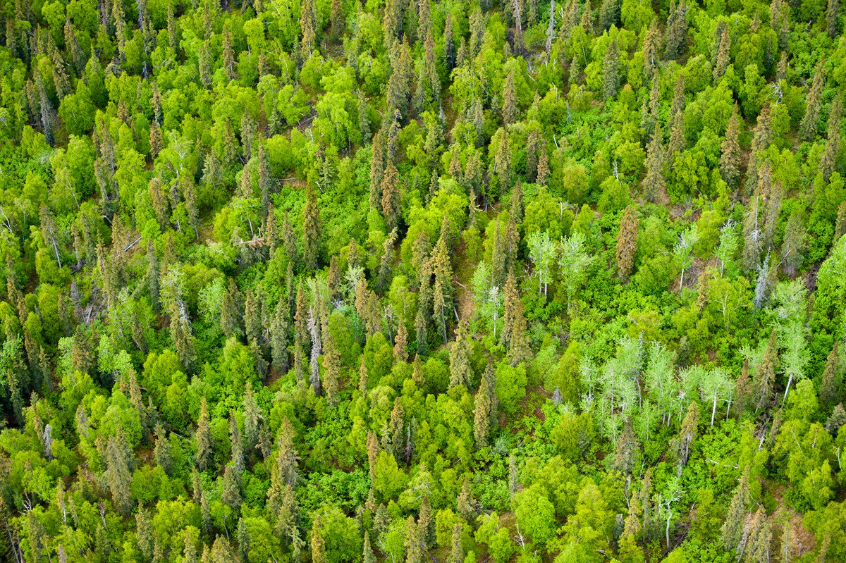 Vegetation Boreal