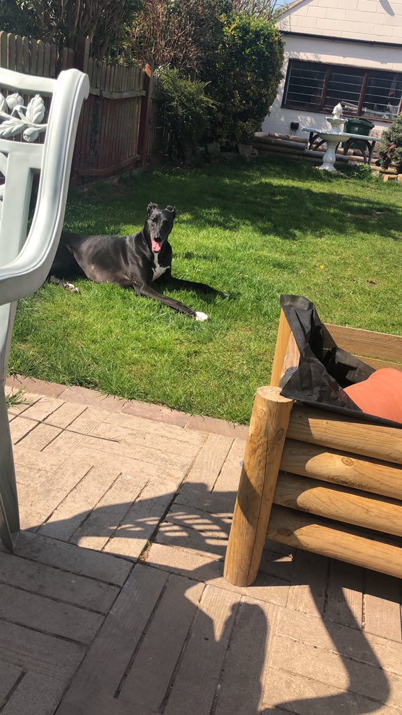Ralphy_boy1's tweet photo. My human is in the sun so I want to be in the sun. Don’t know why she keeps telling me to go inside or to go to the shade... ☀️🐾 https://t.co/BrCxUeQd5l