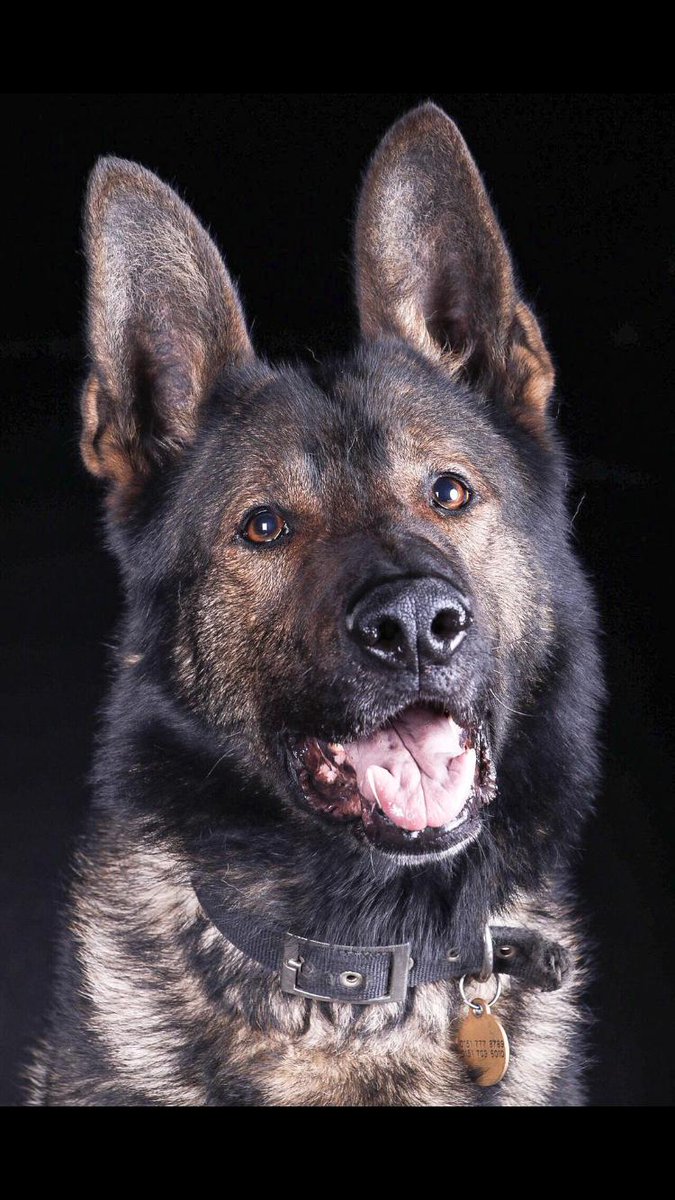 MerPolDogs's tweet photo. PD Victor assisted Wirral patrols last night searching for a vulnerable missing person. Victor located the missing person in a wooded area which enabled them to receive the help they needed #merpoldogs https://t.co/WkgObII7qq