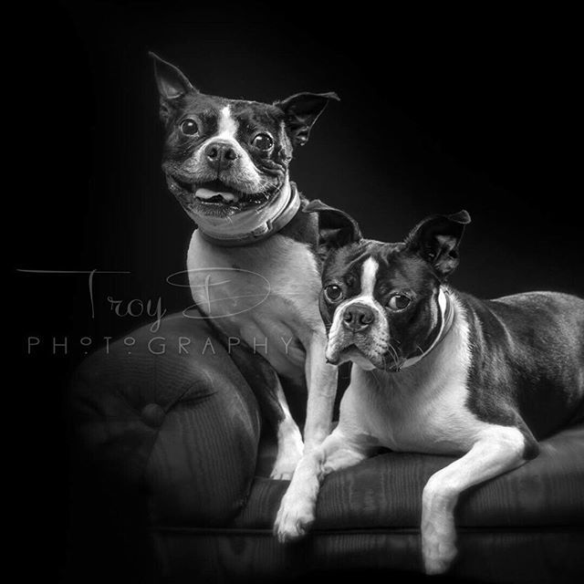 bluesummitsupp's tweet photo. Meet Rosie and Tyson, a pair of handsome Boston Terriers who belong to one of our favorite vendors, Marcy! These puppies are the newest members of #ClubLarry and are every bit as sweet as their mom.
Did you know? #ClubLarry is more than just a group of … https://t.co/sescDsdmHQ https://t.co/tUyuXSiyT5