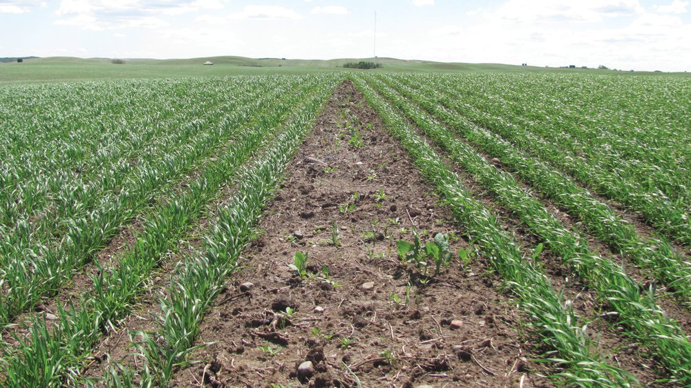 Is early weed control always a solid tactic? Scott Anderson with <a href="/NutrienAgCda/">Nutrien Ag Solutions Canada</a> gives you the answer. grainews.ca/2019/04/18/doe…
