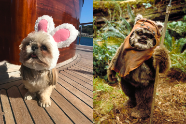 PetalFor's tweet photo. Who wore it better? 🤣
#petalforeasterbunny2019 #petal #easter #easterbunny #ewoks #ewok #starwars #BarkforChange #WhoWoreItBetter @WhoWoreltBetter @whoworebest @whoworeit https://t.co/NEpUwLKeqQ