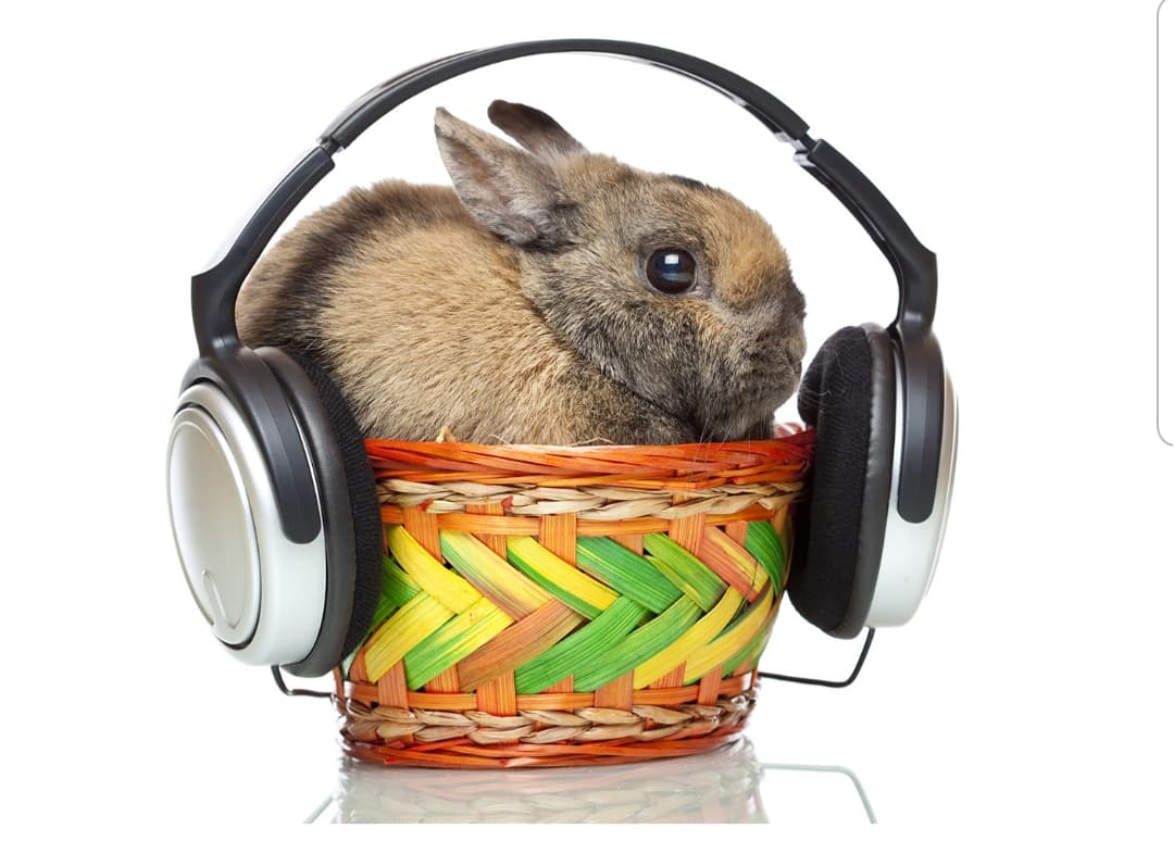 #HappyEaster Weekend from the crew @eggplantstereo!
Oh, and follow the bunny, he has the chocolate! 🐰

#torontosound #torontofilm #postproduction #musicindustry #soundhouse #musiclicensing #musicformedia #canadianmusic #EasterWeekend #easter2019