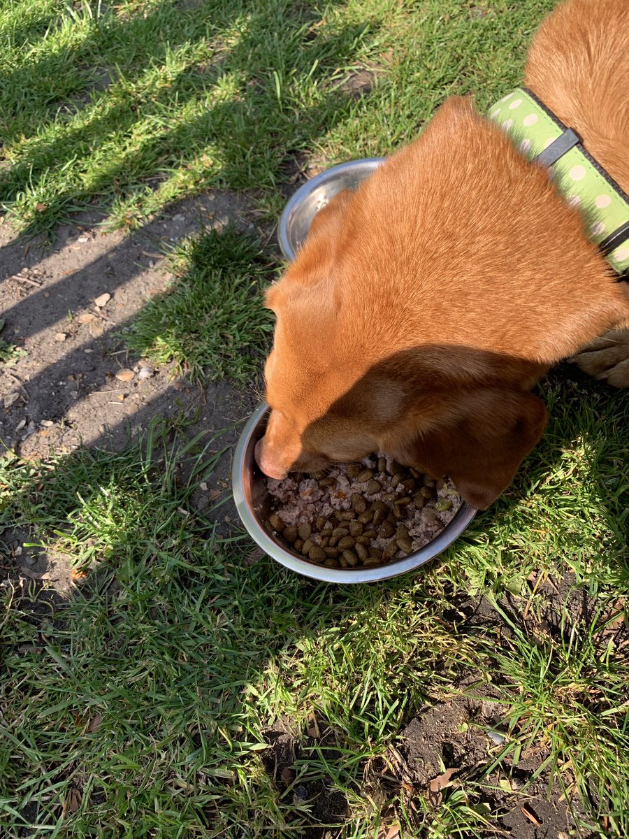 amanda_ifa's tweet image. Pub grub @lilyskitchen #Woolpack