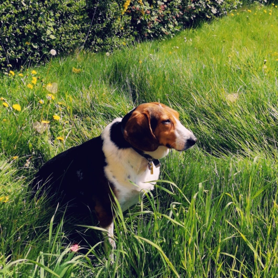 LazyBeaglePup's tweet photo. Basking in the sun with my humum 🥰 #dogsoftwitter #BeagleX #Beagle #LoveMyHumum https://t.co/MnQ0kjo5Yl