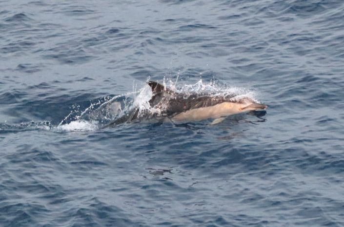 ORCA_web's tweet photo. Amazing sightings of blue #whales for ORCA &amp; guests on the @pandocruises Aurora yesterday between Madeira and the Azores. #Dolphins too! 🐬🐳 https://t.co/FLXHg6euiI