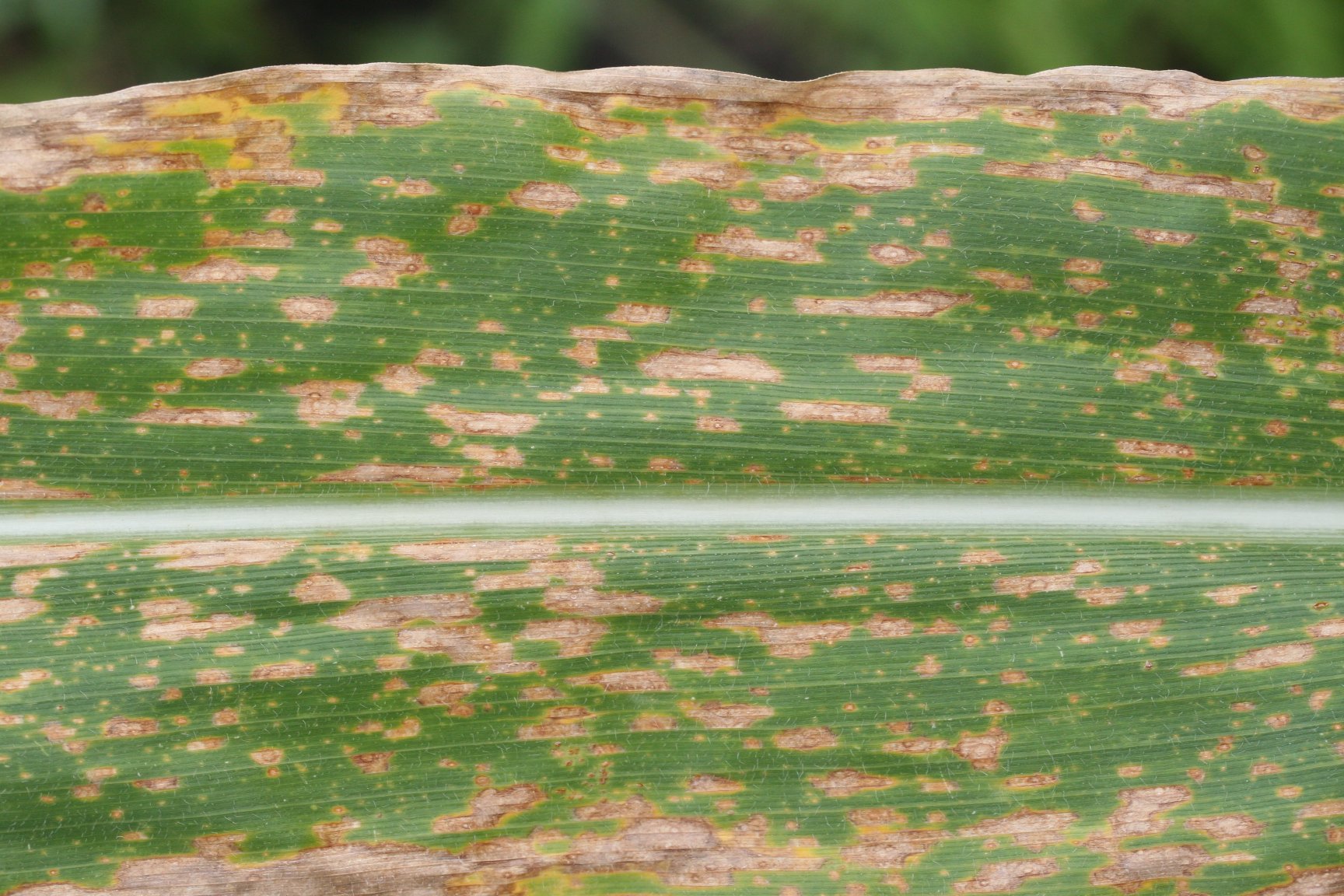 a helminthosporium maydis elleni védekezés