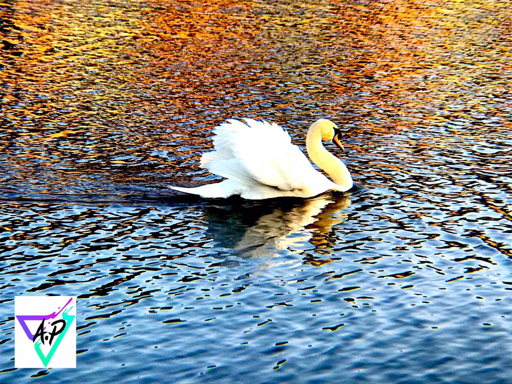 AlienartP's tweet photo. #photograghy #phonecamerarig #dreamgrip #iPhone7Plus #swan https://t.co/avdZcmU7EZ