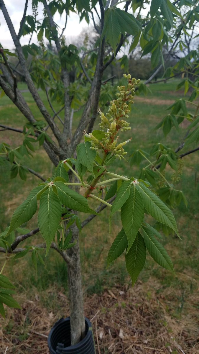 tkarch15's tweet image. The Yellow Ohio Buckeye tree is looking good in this New Jersey soil