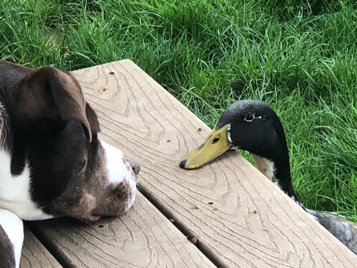 DuckFanDan tweet media