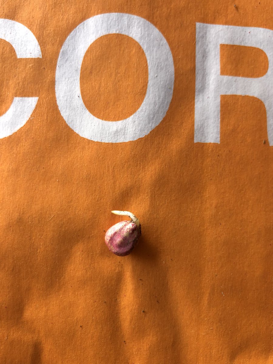 mlauts84's tweet photo. Corn 🌽 planted 4-14 @MidIowaSeeds https://t.co/BM8h8b5LrL