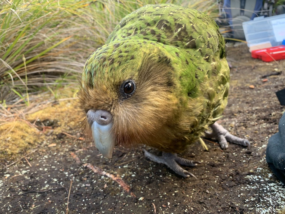Close-up of Sinbad the kākāpō