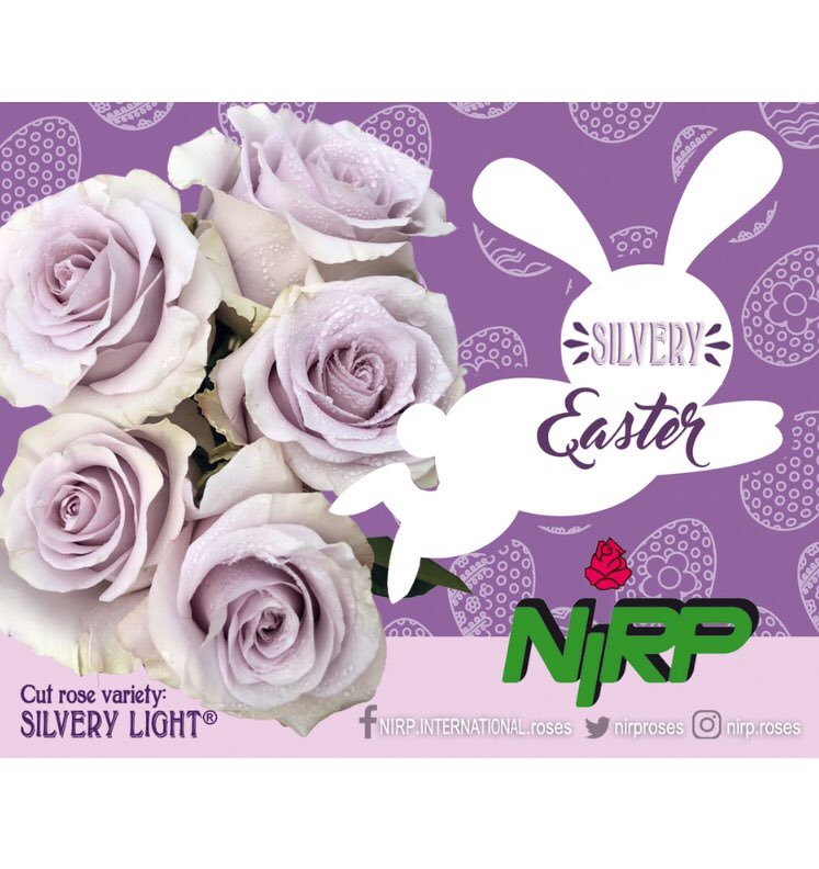 #NIRP wish you #happyeaster with #silverylightrose 🐣💜............. #roses #silverroses #freshflowers #florist #bouquet #weddingroses #freshroses #flowerdesign #flowers #specialroses #silver #luxuryroses #roseoftheday #lillac #lavander