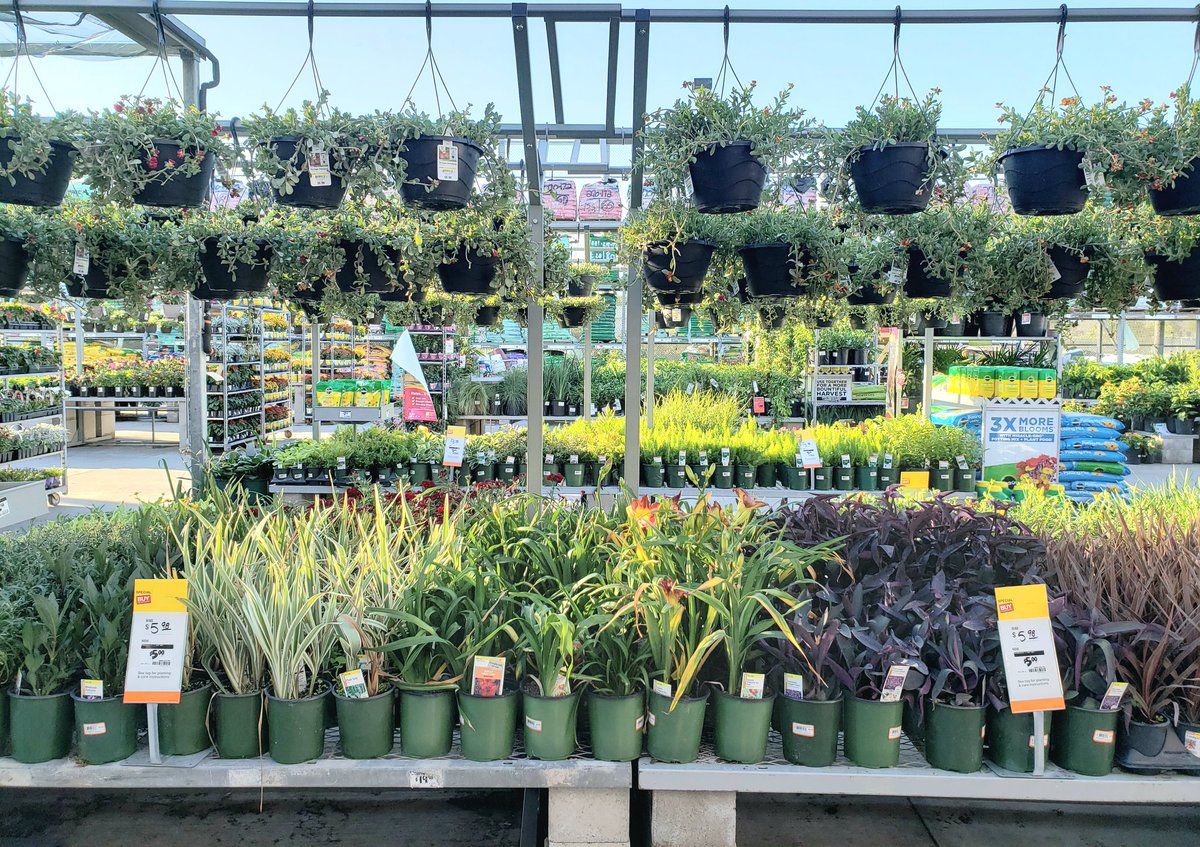BrentWadePBF's tweet photo. HD6564 Looking Amazing for Easter  Weekend #homedepot @anavarro52069 @asimms_PBF @PBFmedia @cathy4plants @JarrodFarmer4 @LisaCallin @bka1220 https://t.co/lKlYVoeplp