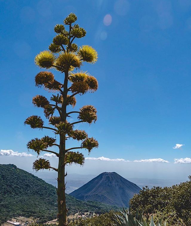 Another view of a volcano from the top of a volcano 🌋🤪
.
.
.
#volcano #elsalvador #santaana #izalco #cerroverde #nature #vulkan #wanderlust #hike #algave #beautifulday #einmalrundum #hugeflower #wandern #exploring #bluesky #landscape #volcanoes #expl… bit.ly/2IJhKh8