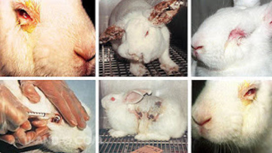 sunnaskaug's tweet image. 😭&amp;lt;`3 #againstanimaltesting #stopanimaltesting