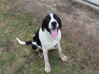PetfindToronto's tweet image. #FINCH #NEILSON Pls RT2unite #FOUND #DOG- 4/17 #Toronto Animal Services A831244 #EAST 416-338-7539 White #Hound and St Bernard - Rough Coated M/6Mth
