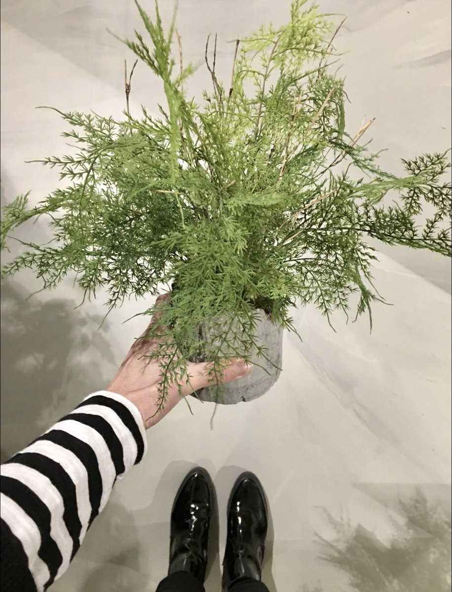 FakeItFlowers's tweet photo. We love a little frothy asparagus fern. Light and airy to bring inside some of those springtime greens 🌱🌿 this beauty comes planted in its concrete pot and is £25. DM us to reserve one. #asparagusfern #stylishliving #interiorstyle #bringinthegreen https://t.co/mbQ5qxS8yN