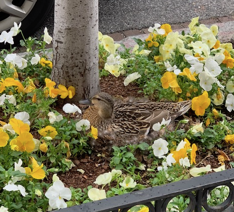 mallard nesting in flowers