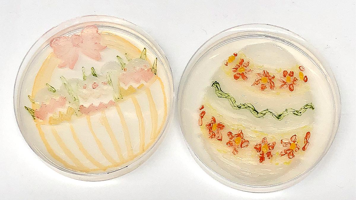 Indigoag's tweet photo. While some paint #eggs, we streak #Easter & #spring colors on plates in the same #IndigoLabs where we "hatch" our microbial research!
#EasterEggs #IndigoScience #Microbes https://t.co/qyJfr79z7z