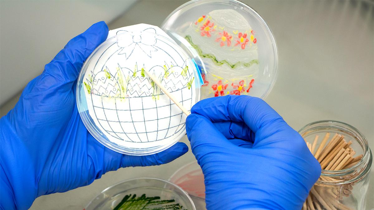 Indigoag's tweet photo. While some paint #eggs, we streak #Easter & #spring colors on plates in the same #IndigoLabs where we "hatch" our microbial research!
#EasterEggs #IndigoScience #Microbes https://t.co/qyJfr79z7z