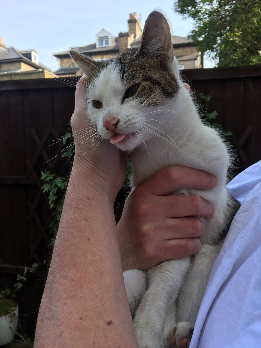 Friends of #finsburyPark some friends of ours have found this lost cat found on Moray Rd eve of 16.4.19. Please help share see if we can get him home!!