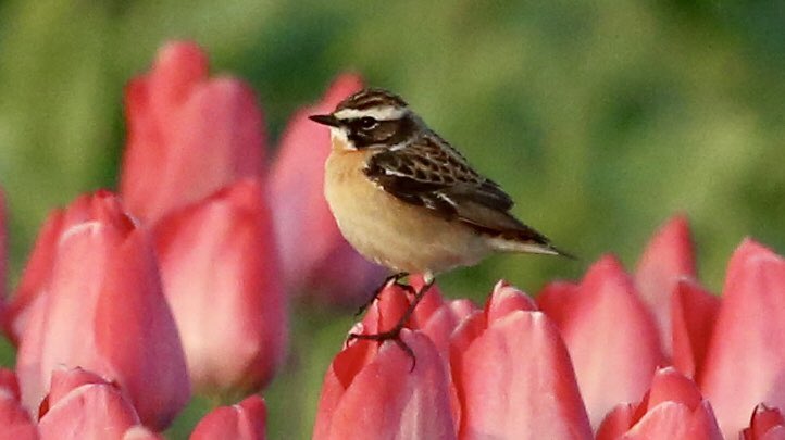 TopvanTexel's tweet photo. Eerste #Paapje gespot dit jaar en gelijk een mooi plaatje zittend op een #Tulp in een prachtig veld in De #Cocksdorp op #Texel! @waarneming https://t.co/hC02ieaFmm