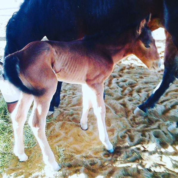 NickChavezBH's tweet photo. YAHOO ITS A COLT .. GOOD FRIDAY .. CHAVEZ RANCH ..FILLY & BABY DOING GREAT !! BLESSINGS XO #dualpepfawn #mygreatrevolution #goodfriday #studcolt #reining #nrha #happy #god #blessings @erika_campbell_sfe @dchorseshoeing https://t.co/giqKRJqviM https://t.co/OnrNaoNWzP
