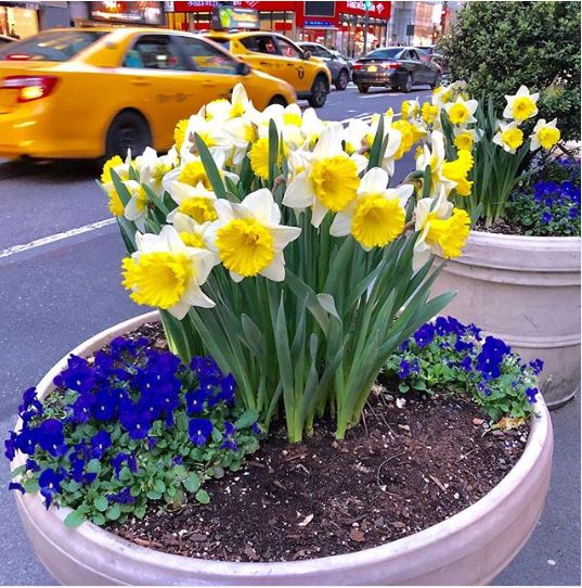 The image shows a taxicab near yellow and blue flowers in street planters.