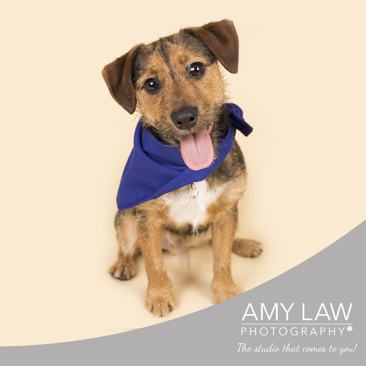 dogandamy's tweet photo. Dog Photography #Barnsley #barnsleyhour #barnsleyisbrill #dog #photography https://t.co/5tmmXrOYIQ https://t.co/g20p7RiOVH
