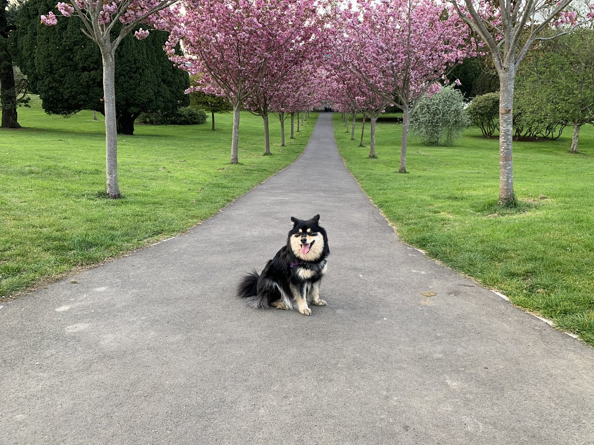 Evening walk with @Hinch_RN in <a href="/plymouthcc/">Plymouth City Council</a> #CentralPark love cherry blossom #dogsofinstagram #dogsoftwitter #cute #fluffy #finnishlapphund